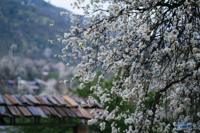 漫山遍野的山楂花迎风盛开。 漫山遍野的山楂花迎风盛开。