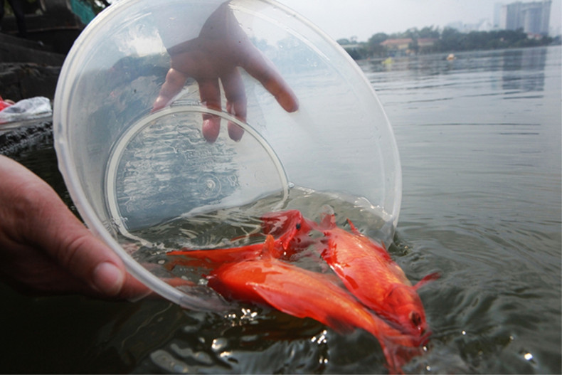 人民将鲤鱼放生。