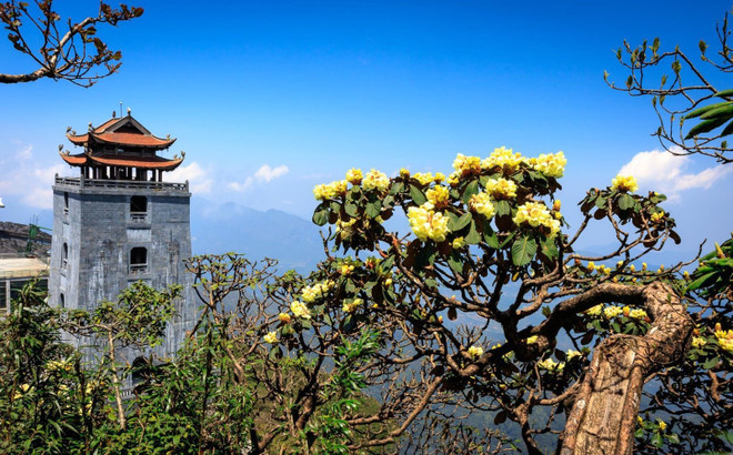 在杜鹃花开得最灿烂的地方,太阳世界番西邦传奇旅游区建设了越南第一条杜鹃花景观步道。 在杜鹃花开得最灿烂的地方,太阳世界番西邦传奇旅游区建设了越南第一条杜鹃花景观步道。