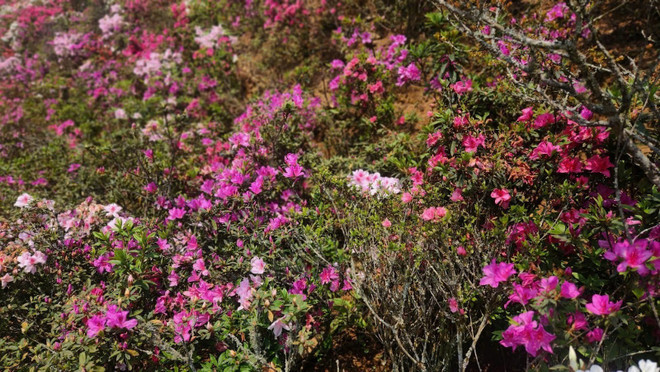 坐在缆车上,车厢缓缓上升,穿越过一朵又一朵棉花般的白云,看着一片又一片红、粉、白、黄等颜色各异的杜鹃花海在广阔的黄连山中盛放。 坐在缆车上,车厢缓缓上升,穿越过一朵又一朵棉花般的白云,看着一片又一片红、粉、白、黄等颜色各异的杜鹃花海在广阔的黄连山中盛放。
