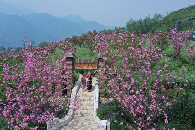 不仅有杜鹃花,樱花丘上的1000棵樱花树也正在绽放。 不仅有杜鹃花,樱花丘上的1000棵樱花树也正在绽放。