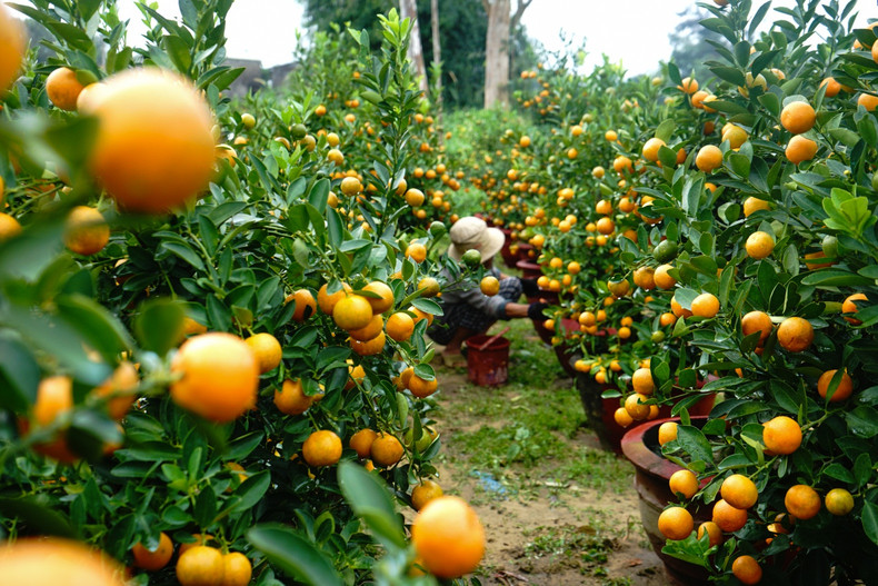 橘树：象征幸福与富足。