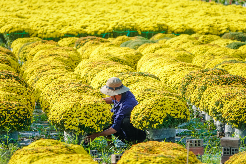 菊花：象征福禄与盈余。