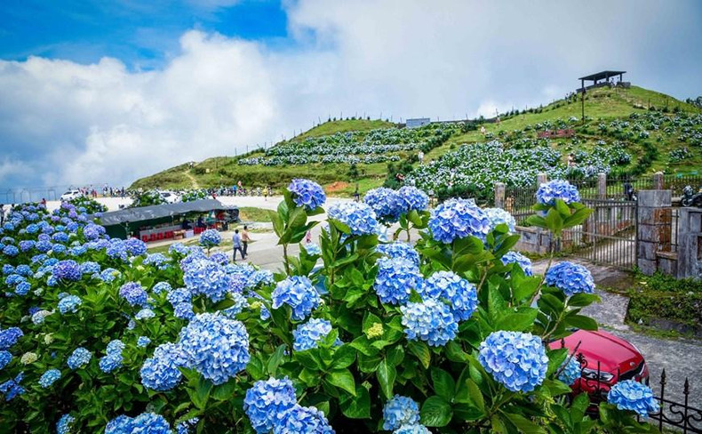 绣球花的花语是“美丽永恒、团聚美满”,这也正是它花形成团状的缘故。 绣球花的花语是“美丽永恒、团聚美满”,这也正是它花形成团状的缘故。