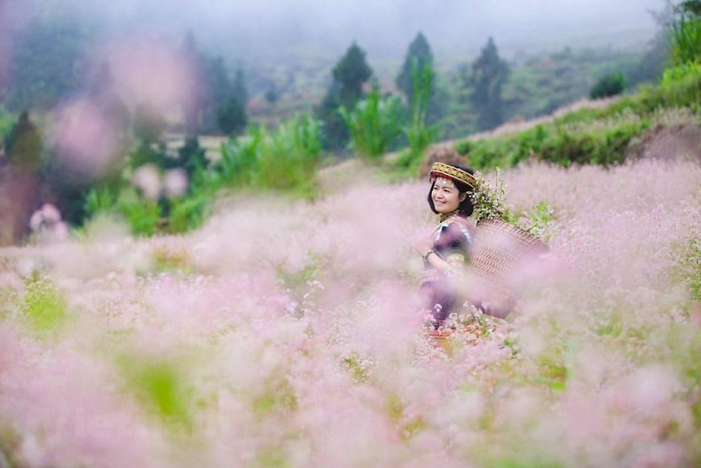 荞麦花节吸引许多游客前来参观拍摄。