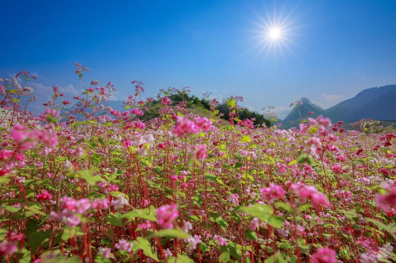 荞麦是稻谷的一种,叶子呈三角形,荞麦花因此得名。(图片来源:青年报) 荞麦是稻谷的一种,叶子呈三角形,荞麦花因此得名。(图片来源:青年报)