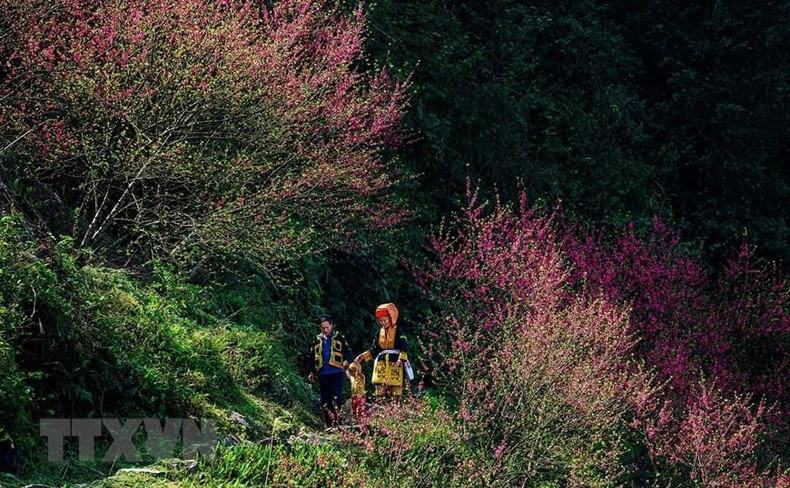 尽管拥有巨大的旅游潜力,但目前谅山省母山旅游区仍尚未得到充分挖掘。图中:母山峰顶上的樱桃花。 尽管拥有巨大的旅游潜力,但目前谅山省母山旅游区仍尚未得到充分挖掘。图中:母山峰顶上的樱桃花。