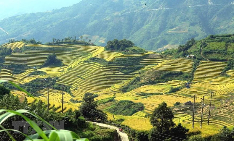 艳丽的黄色在西北山林交错中灿烂夺目,预示着边疆少数民族的丰收时节。 艳丽的黄色在西北山林交错中灿烂夺目,预示着边疆少数民族的丰收时节。
