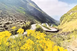 赴宣光省旅游的游客总会被沈马坡的独特景观所吸引。