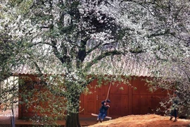 玉战乡山楂树种植面积超过2500公顷，这是当地各民族发展经济、脱贫致富的作物。