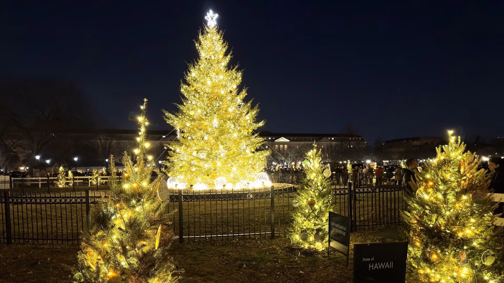 周围区域展示了59棵较小的圣诞树，分别代表50个州、华盛顿特区、五个海外领地、原住民教育系统、军人子女教育系统以及美国250周年纪念计划的特别代表。