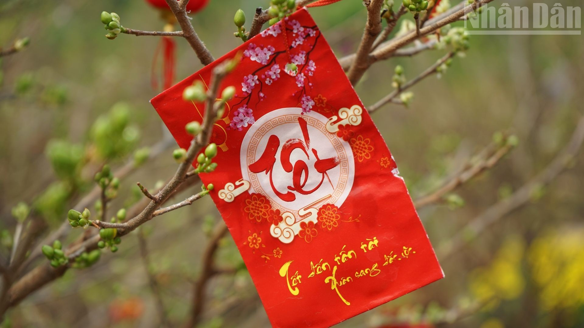 象征着新年的财富和好运的黄梅花。