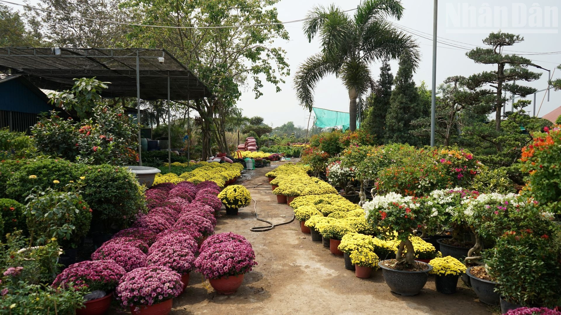 菊花是越南传统春节期间常见的花卉之一。