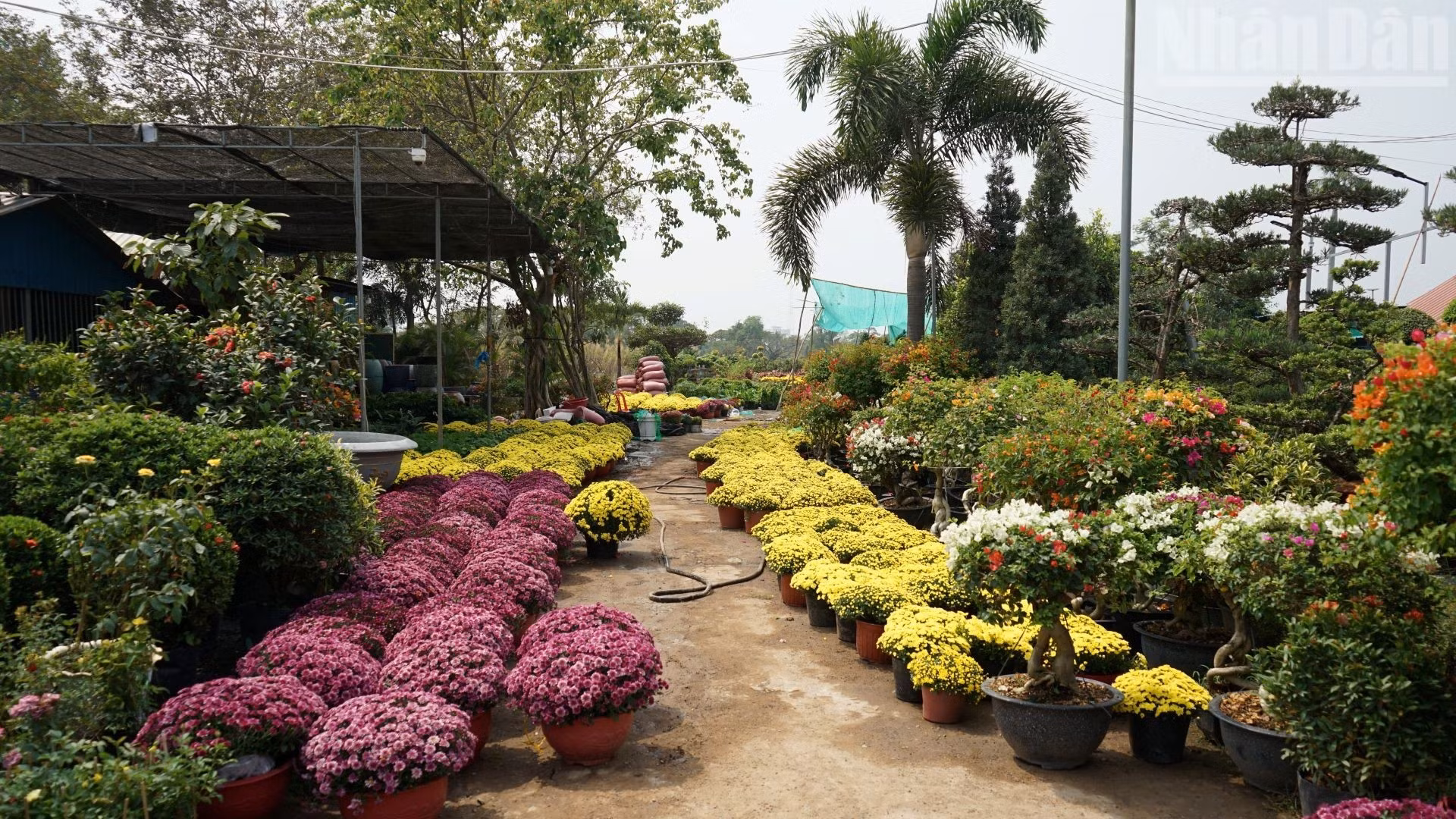 菊花是越南传统春节期间常见的花卉之一。