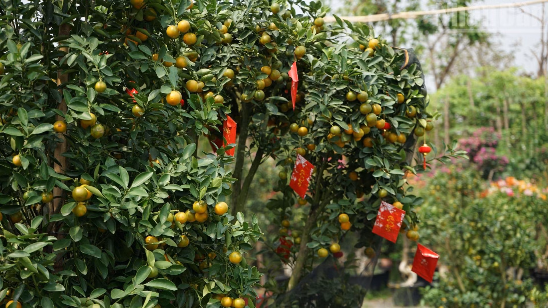 那些果实累累、沉甸甸挂满枝头的金橘盆景。
