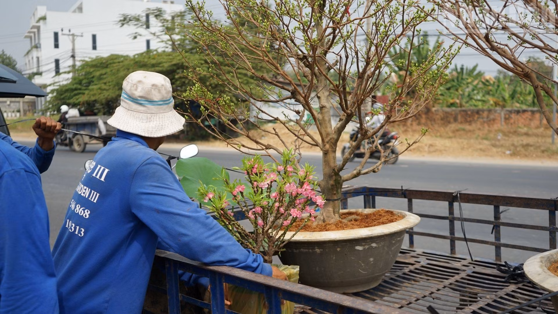 在此，人们可买到越南人传统春节不可或缺的桃花树。