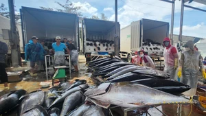 2026年前两个月：越南金枪鱼出口灵活调整以保持增长势头