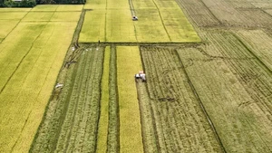 附图：联合收割机在安江省隆川市金黄成熟的稻田上作业。