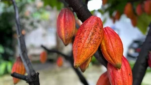 越南可可豆在世界版图上确立品牌地位。