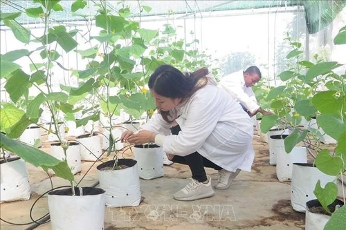 以色列援助的滴灌系统在太原农林大学投入使用。（图片来源：越通社）