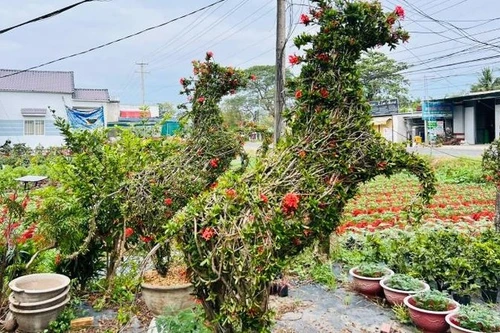 马形造型盆景深受消费者青睐。