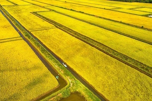 从空中俯瞰金瓯省永美乡的水稻田。（图片来源：越通社）