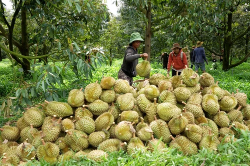 附图。（图片来源：VTV）