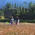 同文石质高原上的赫蒙族少女。（图片来源：越通社）