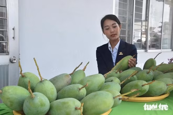 前江省向美国市场出口首批青皮芒果。