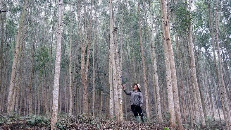 安山县的许多造林户已登记转为大片用材林。 安山县的许多造林户已登记转为大片用材林。