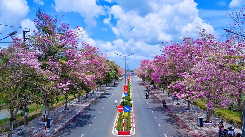 朔庄省周城县的红花风铃木盛放。 朔庄省周城县的红花风铃木盛放。