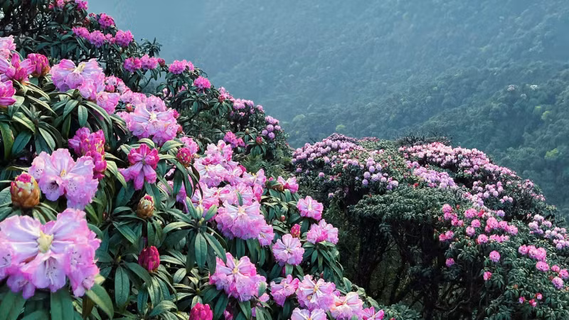 三月来临，成千上万株古老的杜鹃花竞相绽放。