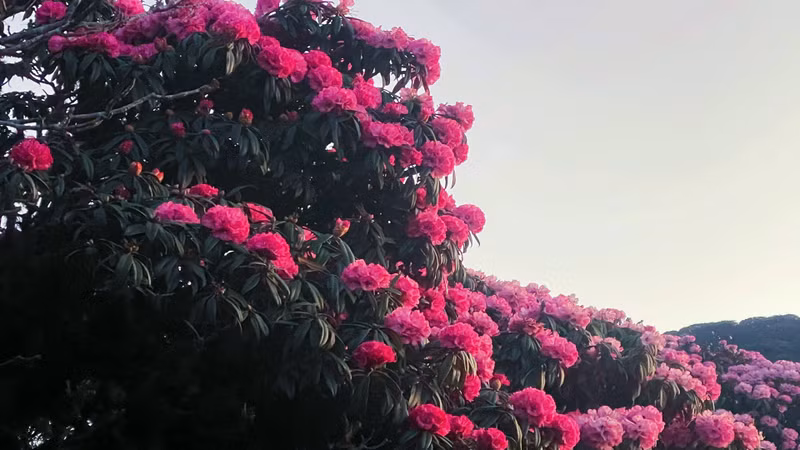 登山观赏杜鹃花并探索征服高峰是莱州旅游发展的重要方向之一。