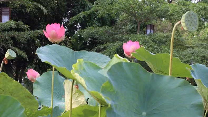 金莲胡志明主席纪念遗址区种植的荷花也纷纷盛开。