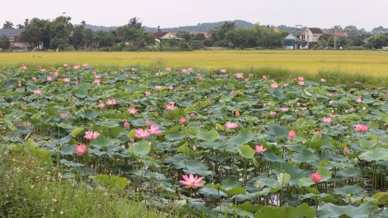 一池池荷花竞相盛开，绵延不绝，从胡志明主席的父乡莲村，一直延伸到母乡黃廚。