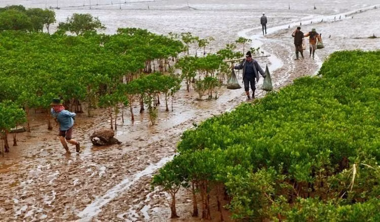 南定省交水县春水国家公园是东南亚首个加入《拉姆萨尔公约》的湿地，被联合国教科文组织认定为红河三角洲世界生物圈保护区核心区。图中：当地居民在红树林下进行水产捕捞。