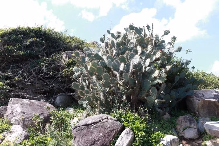 宁顺省主山国家公园凭借丰富的生物多样性，吸引着游客、科学家及自然爱好者前来探索。图中：当地标志性耐旱植物仙人掌。