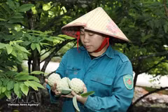 宁平省番荔枝。（图片来源：越通社）