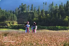 同文石质高原上的赫蒙族少女。（图片来源：越通社）