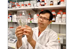 专家建议越南以遗传资源和新技术推动植物生物技术突破。（图片来源：越通社）