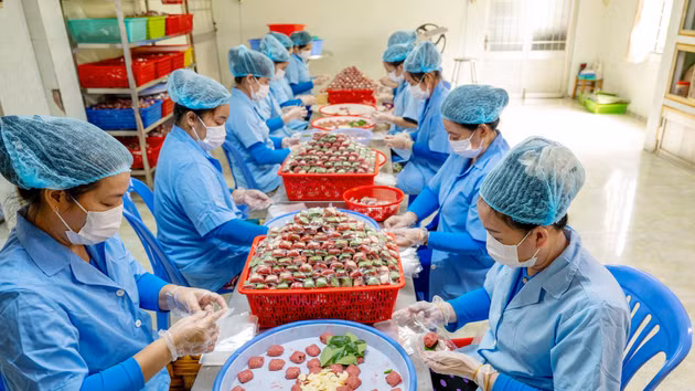莱雍酸肉卷——同塔省“莲花之乡”的美食【组图】