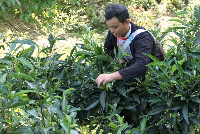 在宣光省通原乡采摘山雪茶。