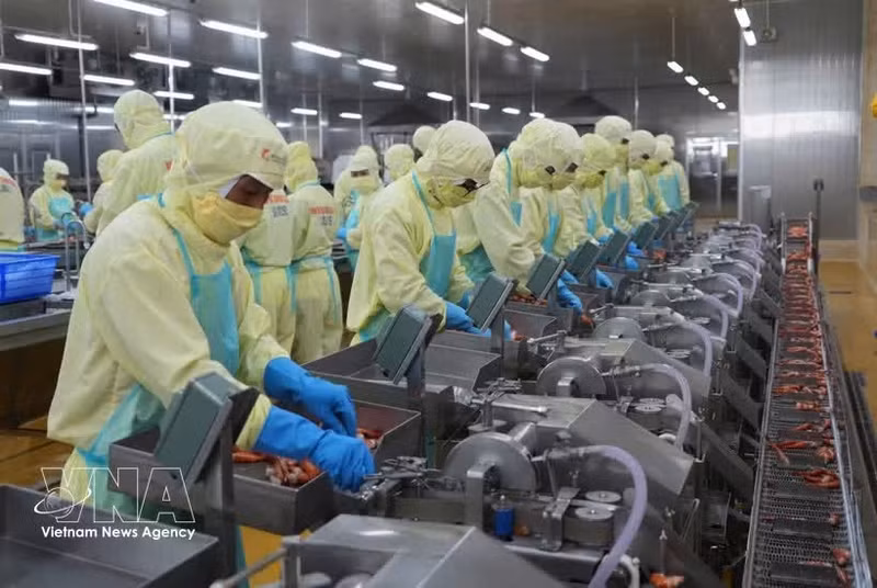 明富—庆安水产品加工有限责任公司的虾类加工生产线。（图片来源：越通社）
