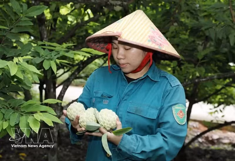宁平省番荔枝。（图片来源：越通社）