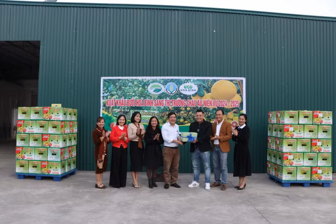 和平省FUSA-Eco公司向欧盟市场出口第一批和平柚子。