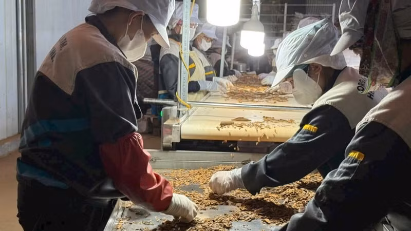 香料生产流水线用于出口。