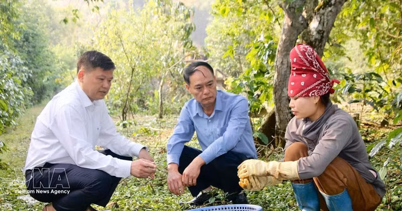 职能单位领导视察受冰雹灾害影响导致的农作物受损情况。（图片来源：越通社）