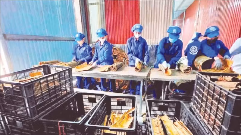 越南肉桂八角生产与出口股份公司（Vinasamex）正在进行肉桂加工。（图片来源：VINASAMEX）