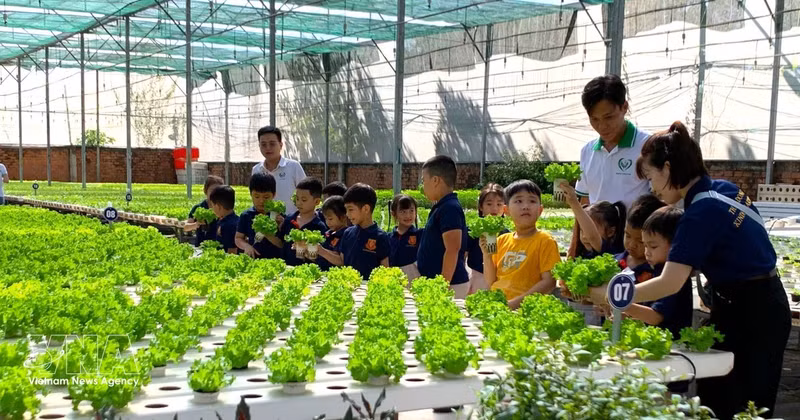 在胡志明市端玉农业合作社参观高科技蔬菜种植模式。（图片来源：越通社）