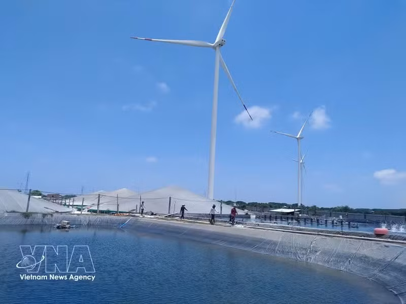 永隆省正在开发高科技虾类养殖和风电项目。（图片来源：越通社）